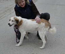 DORIAN, Hund, Mischlingshund in Bulgarien - Bild 37