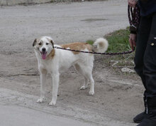 DORIAN, Hund, Mischlingshund in Bulgarien - Bild 38