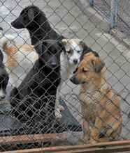 DORIAN, Hund, Mischlingshund in Bulgarien - Bild 7