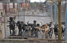 DORIAN, Hund, Mischlingshund in Bulgarien - Bild 8