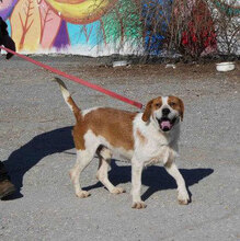 HUGO, Hund, Mischlingshund in Bulgarien - Bild 1