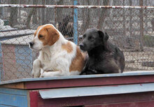 HUGO, Hund, Mischlingshund in Bulgarien - Bild 10