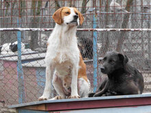 HUGO, Hund, Mischlingshund in Bulgarien - Bild 11