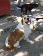 HUGO, Hund, Mischlingshund in Bulgarien - Bild 12
