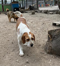 HUGO, Hund, Mischlingshund in Bulgarien - Bild 15
