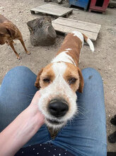 HUGO, Hund, Mischlingshund in Bulgarien - Bild 16