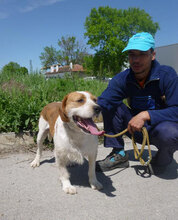 HUGO, Hund, Mischlingshund in Bulgarien - Bild 17