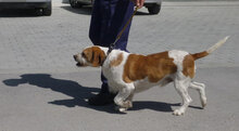 HUGO, Hund, Mischlingshund in Bulgarien - Bild 18
