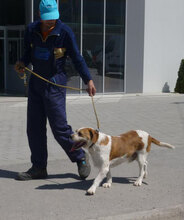 HUGO, Hund, Mischlingshund in Bulgarien - Bild 19