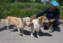 HUGO, Hund, Mischlingshund in Bulgarien - Bild 20