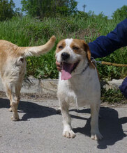 HUGO, Hund, Mischlingshund in Bulgarien - Bild 21