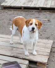 HUGO, Hund, Mischlingshund in Bulgarien - Bild 22