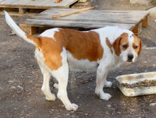 HUGO, Hund, Mischlingshund in Bulgarien - Bild 24