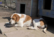 HUGO, Hund, Mischlingshund in Bulgarien - Bild 3