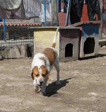 HUGO, Hund, Mischlingshund in Bulgarien - Bild 4