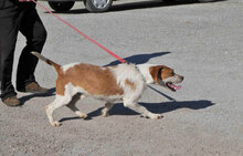 HUGO, Hund, Mischlingshund in Bulgarien - Bild 5