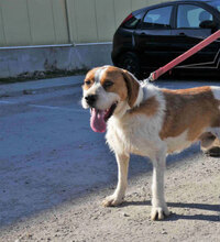 HUGO, Hund, Mischlingshund in Bulgarien - Bild 7