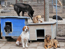 HUGO, Hund, Mischlingshund in Bulgarien - Bild 8