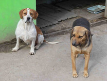 HUGO, Hund, Mischlingshund in Bulgarien - Bild 9