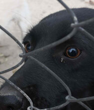 PEDRO, Hund, Mischlingshund in Bulgarien - Bild 11