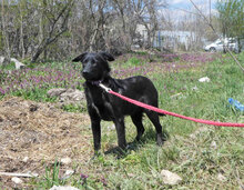 PEDRO, Hund, Mischlingshund in Bulgarien - Bild 3