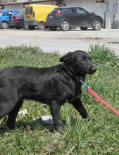 PEDRO, Hund, Mischlingshund in Bulgarien - Bild 4