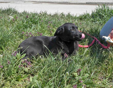 PEDRO, Hund, Mischlingshund in Bulgarien - Bild 5