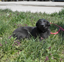 PEDRO, Hund, Mischlingshund in Bulgarien - Bild 6