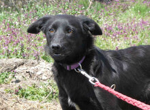 PEDRO, Hund, Mischlingshund in Bulgarien - Bild 7