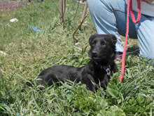 PEDRO, Hund, Mischlingshund in Bulgarien - Bild 9