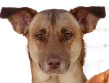WANDA, Hund, Deutscher Schäferhund-Mix in Zypern - Bild 1