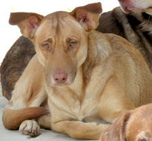 WANDA, Hund, Deutscher Schäferhund-Mix in Zypern - Bild 2