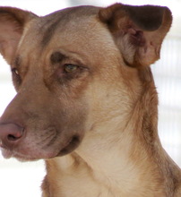 WANDA, Hund, Deutscher Schäferhund-Mix in Zypern - Bild 3