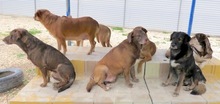 WANDA, Hund, Deutscher Schäferhund-Mix in Zypern - Bild 4