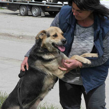 MADITA, Hund, Mischlingshund in Bulgarien - Bild 1