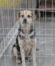 MADITA, Hund, Mischlingshund in Bulgarien - Bild 10