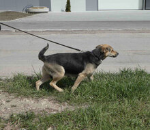 MADITA, Hund, Mischlingshund in Bulgarien - Bild 11