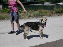 MADITA, Hund, Mischlingshund in Bulgarien - Bild 12