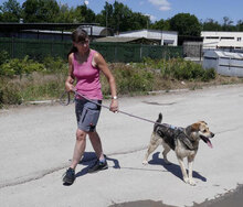 MADITA, Hund, Mischlingshund in Bulgarien - Bild 13