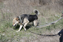 MADITA, Hund, Mischlingshund in Bulgarien - Bild 15