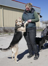MADITA, Hund, Mischlingshund in Bulgarien - Bild 17