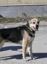 MADITA, Hund, Mischlingshund in Bulgarien - Bild 19