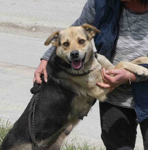 MADITA, Hund, Mischlingshund in Bulgarien - Bild 2