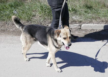 MADITA, Hund, Mischlingshund in Bulgarien - Bild 20