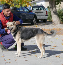 MADITA, Hund, Mischlingshund in Bulgarien - Bild 22