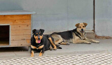 MADITA, Hund, Mischlingshund in Bulgarien - Bild 24