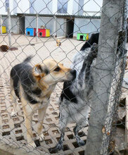 MADITA, Hund, Mischlingshund in Bulgarien - Bild 25