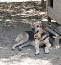 MADITA, Hund, Mischlingshund in Bulgarien - Bild 26