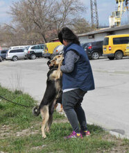 MADITA, Hund, Mischlingshund in Bulgarien - Bild 3