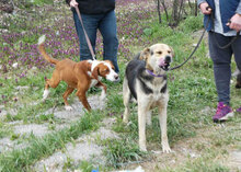 MADITA, Hund, Mischlingshund in Bulgarien - Bild 4